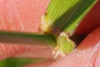 Schedonorus arundinaceus