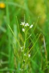 Cardamine hirsuta