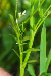 Cardamine hirsuta