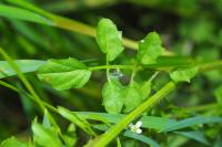 Cardamine hirsuta