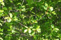 Frangula alnus
