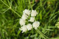 Oenanthe pimpinelloides
