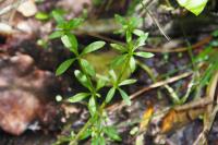 Galium palustre