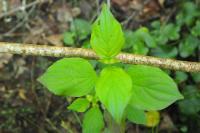 Cornus sanguinea