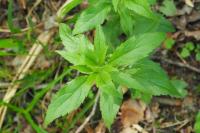 Eupatorium cannabinum