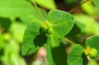 Euphorbia dulcis