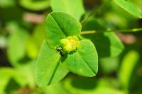 Euphorbia dulcis
