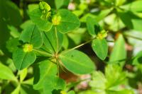 Euphorbia dulcis