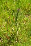 Cirsium palustre