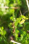 Erica vagans