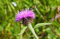 Centaurea decipiens