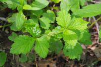 Geum urbanum