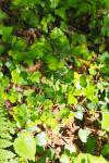Euphorbia amygdaloides