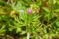 Geranium dissectum