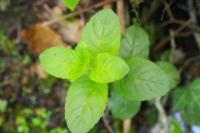 Mentha aquatica