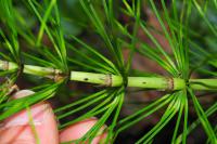 Equisetum telmateia