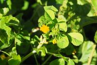 Medicago arabica
