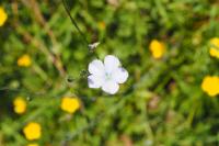 Linum usitatissimum subsp. angustifolium