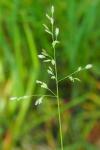 Poa trivialis