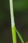 Poa trivialis