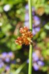 Juncus conglomeratus
