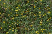 Scorpiurus subvillosus