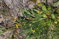 Scorpiurus subvillosus