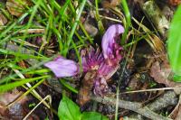 Lathraea clandestina