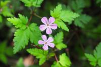 Geranium robertianum