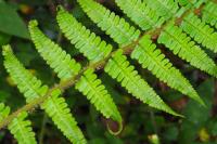 Dryopteris affinis