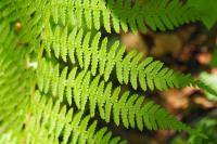 Athyrium filix-femina