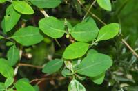 Lonicera periclymenum
