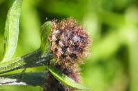 Centaurea decipiens