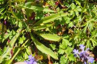 Plantago lanceolata
