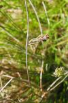 Juncus inflexus