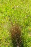Juncus inflexus