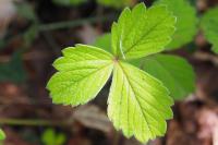 Potentilla sterilis
