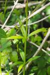 Rubia peregrina