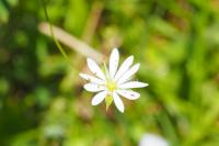 Stellaria graminea