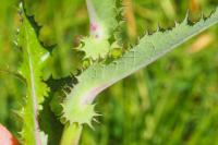 Sonchus asper
