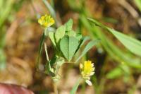 Trifolium dubium