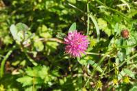 Trifolium pratense