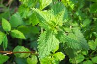 Urtica dioica