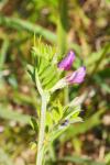 Vicia sativa