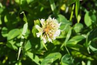 Trifolium repens