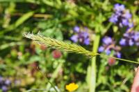 Anthoxanthum odoratum