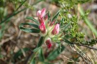 Anthyllis vulneraria