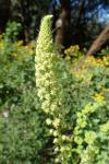 Reseda lutea