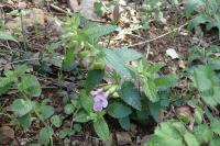 Melittis melissophyllum