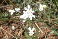 Iberis pinnata